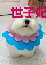 世子妃要出逃