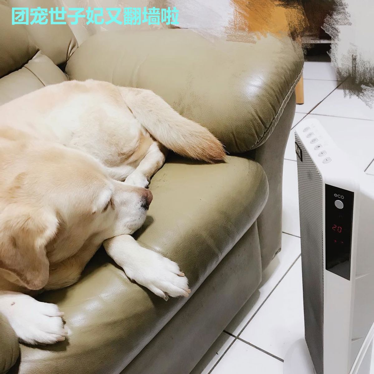 团宠世子妃又翻墙啦