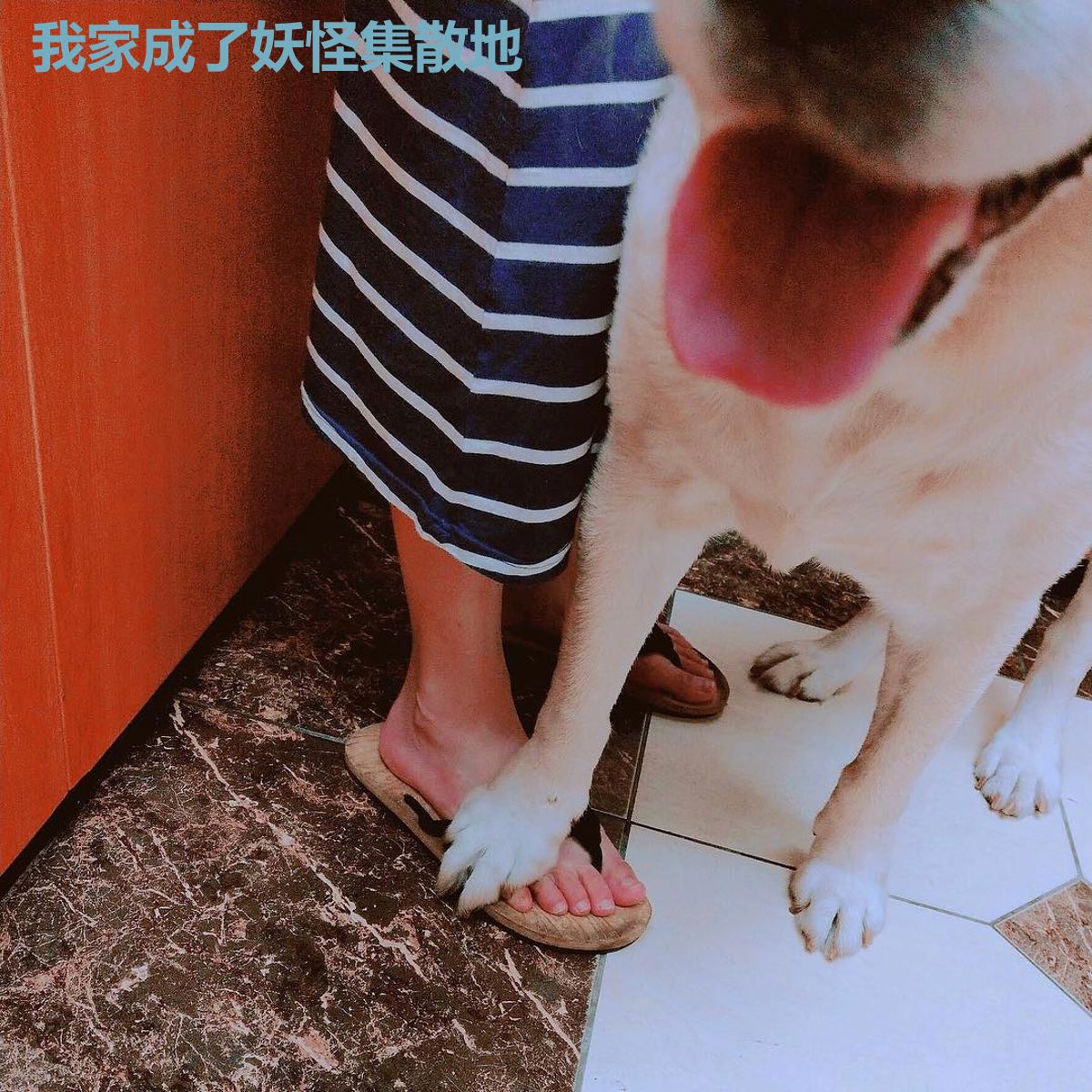 我家成了妖怪集散地