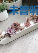 未曾听闻北城花开