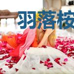 羽落桉枝春