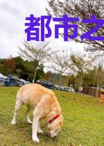 都市之超级狂兵